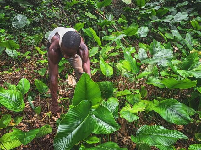 conservation-in-kibale-forest-national-park-fort-portal