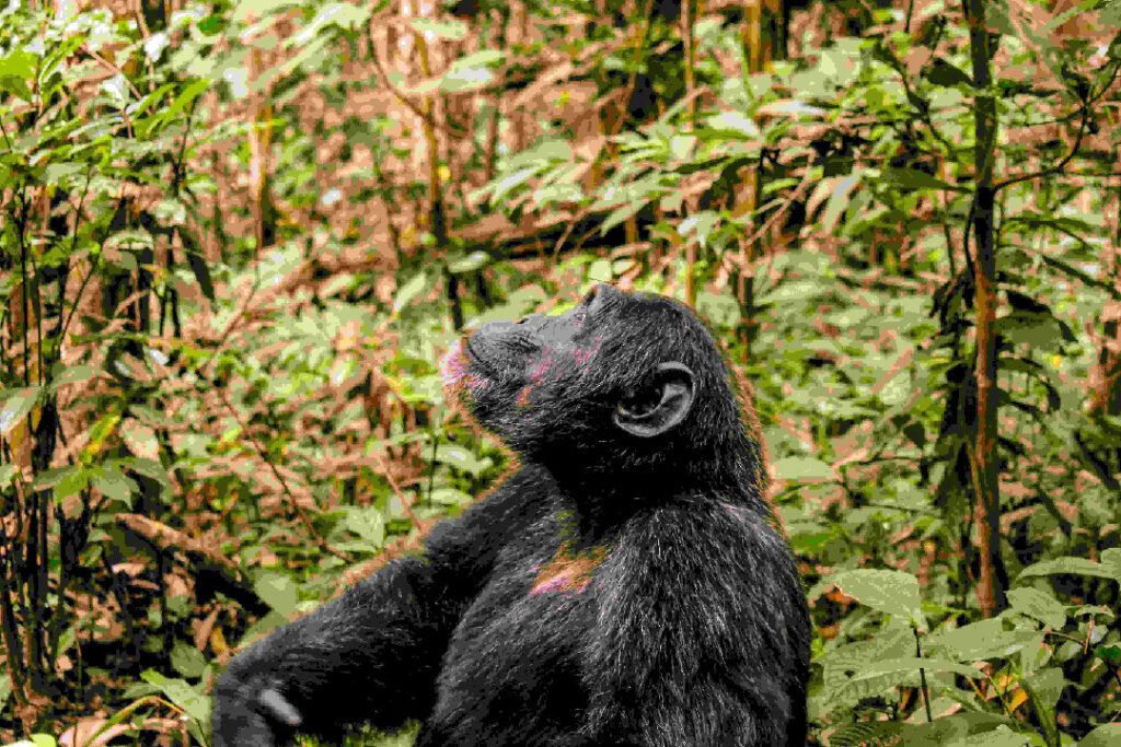 tourist-atrractions-fort-portal-kibale-national-park-chimpanzee-ataco-hotel-hotels infort portal