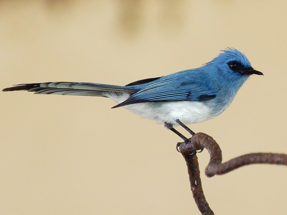bird-watching-spots-in-fort-portal-uganda-hotels-ataco-country-resort-african-blue-fly-catcher