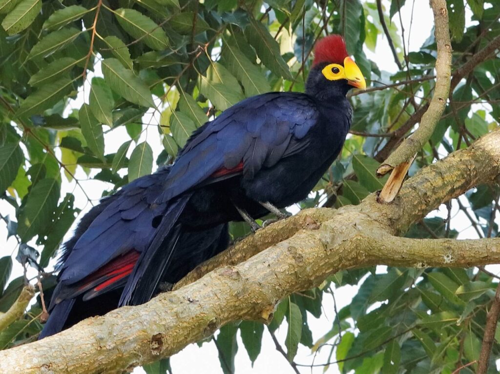 bird-watching-spots-in-fort-portal-uganda-hotels-ataco-country-resort-ross-turaco