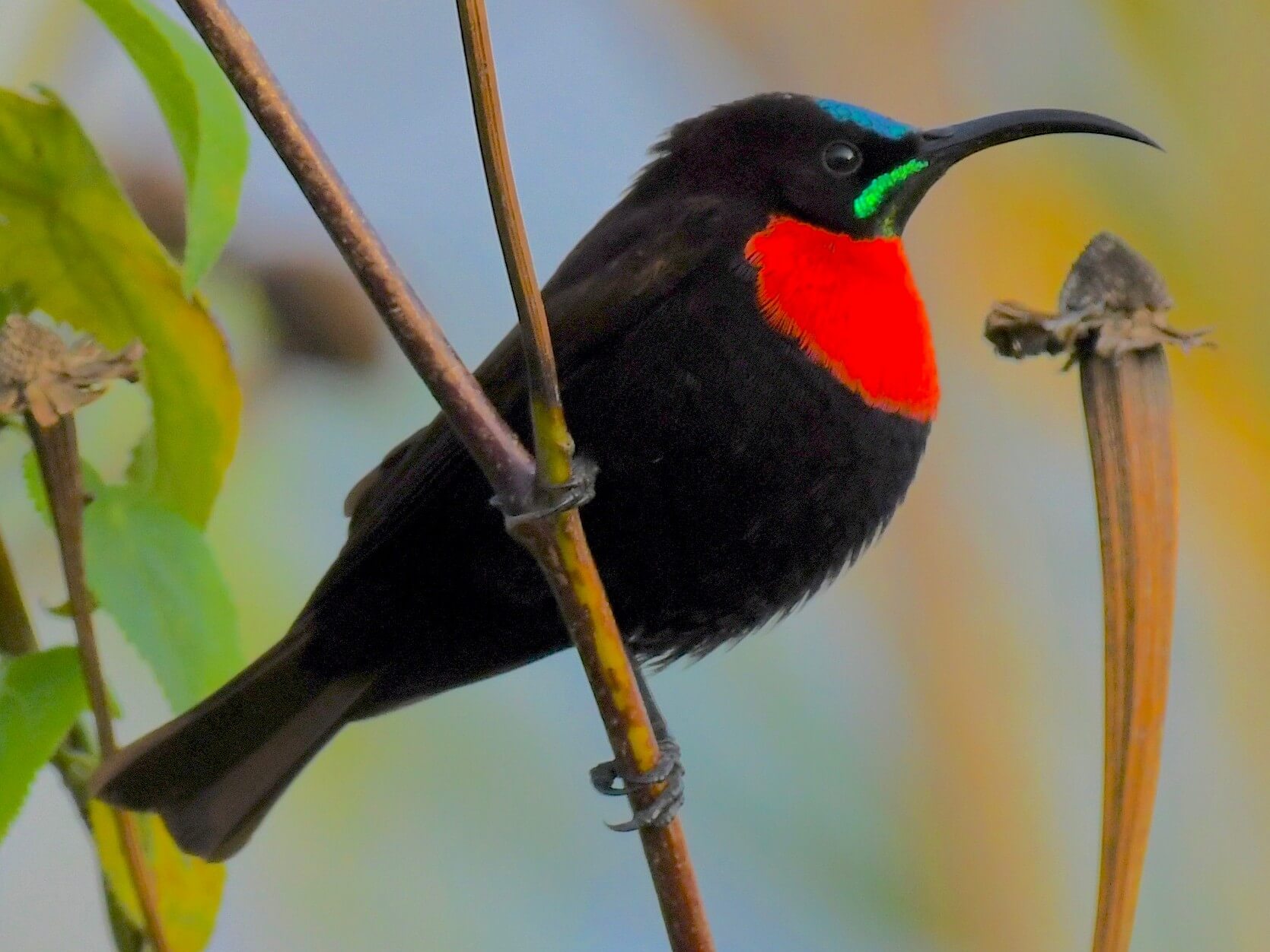 bird-watching-spots-in-fort-portal-uganda-hotels-ataco-country-resort-scarlet-chested-sunbird