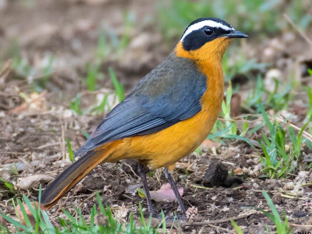 bird-watching-spots-in-fort-portal-uganda-hotels-ataco-country-resort-white-browed