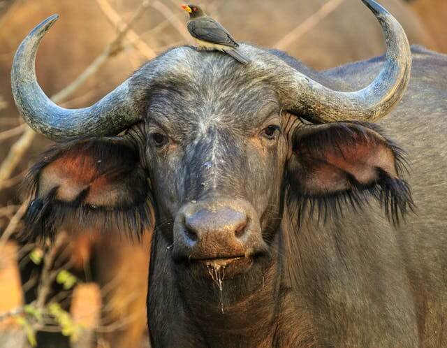 Uganda Big Five safari-buffalo