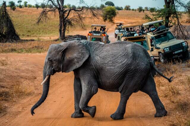 Uganda Big Five safari-elephant