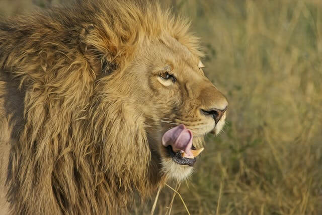 Uganda Big Five safari-lion