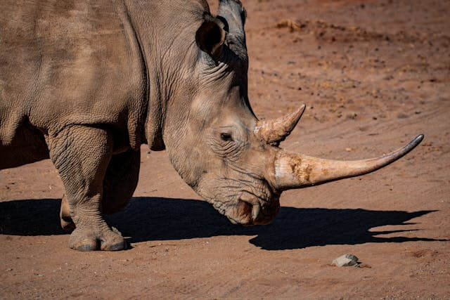 Uganda Big Five safari-rhino