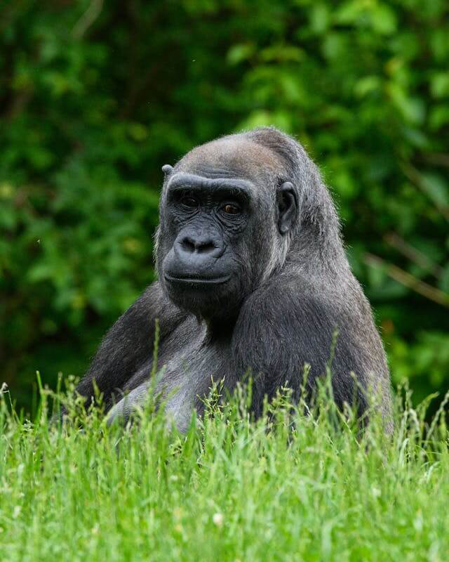 Uganda rainy season safari tips gorrila
