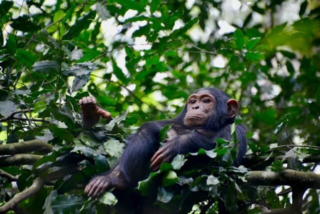 schimpansen-trekking-kibale-uganda-buchen-ataco-fort-portal-kibale-chimpanzee-trekking