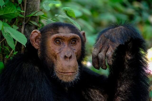 kibale-chimpanzee-trekking-permit-prices-booking